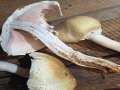 Agaricus&nbsp;augustus&nbsp;-&nbsp;Riesen - Egerling;Braunschuppiger Riesen - Champignon&nbsp;-&nbsp;Bad Helmstedt